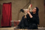 خروس-عکاس حامد کریمی پور