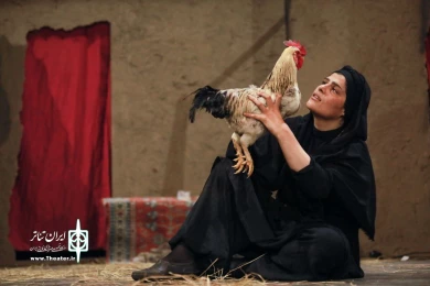 خروس-عکاس حامد کریمی پور
